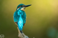 Eisvogel