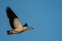 Nilgans