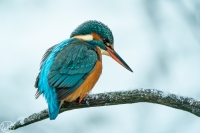 Eisvogel