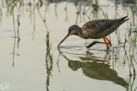Dunkler Wasserläufer