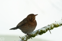 Amsel