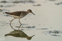 Bruchwasserläufer