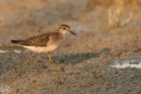 Bruchwasserläufer