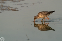 Dunkler Wasserläufer
