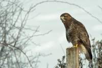 Mäusebussard
