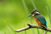 Eisvogel