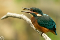 Eisvogel