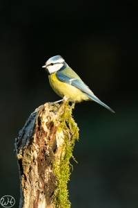 Blaumeise