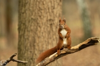 Eichhörnchen