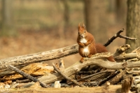 Eichhörnchen