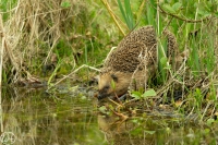 Igel