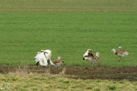 Großtrappe
