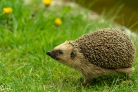 Igel