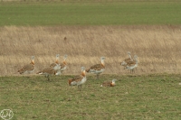 Großtrappe