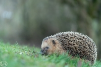 Igel