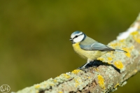 Blaumeise