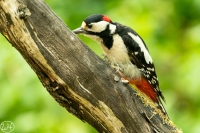 Buntspecht