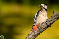 Buntspecht