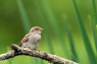 Haussperling